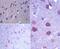ES Cell Expressed Ras antibody, PA5-23240, Invitrogen Antibodies, Immunohistochemistry paraffin image 