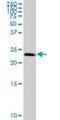 Transcription Elongation Factor A N-Terminal And Central Domain Containing 2 antibody, H00127428-B01P, Novus Biologicals, Western Blot image 