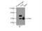 FAS antibody, 13098-1-AP, Proteintech Group, Immunoprecipitation image 