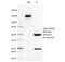 Thrombomodulin antibody, 33-761, ProSci, Western Blot image 