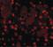 FTO Alpha-Ketoglutarate Dependent Dioxygenase antibody, LS-C108502, Lifespan Biosciences, Immunofluorescence image 