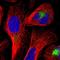 ADP Ribosylation Factor Like GTPase 11 antibody, NBP1-88989, Novus Biologicals, Immunofluorescence image 