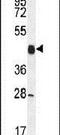 Cyclin Y antibody, PA5-23644, Invitrogen Antibodies, Western Blot image 