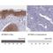 Spectrin Beta, Non-Erythrocytic 4 antibody, NBP2-48703, Novus Biologicals, Immunohistochemistry paraffin image 