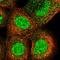 Dystonin antibody, NBP1-89946, Novus Biologicals, Immunofluorescence image 