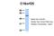 Chromosome 18 Open Reading Frame 25 antibody, A13981, Boster Biological Technology, Western Blot image 