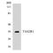 Taste 2 Receptor Member 1 antibody, LS-C200749, Lifespan Biosciences, Western Blot image 