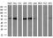 Interferon Induced Protein With Tetratricopeptide Repeats 3 antibody, MA5-25003, Invitrogen Antibodies, Western Blot image 