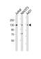 Heterogeneous Nuclear Ribonucleoprotein U antibody, M03691-1, Boster Biological Technology, Western Blot image 