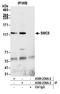 Structural maintenance of chromosomes protein 5 antibody, A300-236A, Bethyl Labs, Immunoprecipitation image 