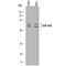 Glycogen Synthase Kinase 3 Alpha antibody, MAB25063, R&D Systems, Western Blot image 