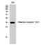 Olfactory Receptor Family 13 Subfamily G Member 1 antibody, A13790, Boster Biological Technology, Western Blot image 