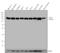 Cullin 2 antibody, 700179, Invitrogen Antibodies, Western Blot image 