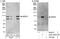 WD repeat-containing protein 3 antibody, A301-553A, Bethyl Labs, Western Blot image 