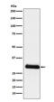 Apolipoprotein D antibody, M02196, Boster Biological Technology, Western Blot image 