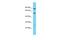 Transmembrane Serine Protease 9 antibody, A12365, Boster Biological Technology, Western Blot image 