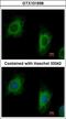 Tetratricopeptide Repeat Domain 1 antibody, LS-C185422, Lifespan Biosciences, Immunocytochemistry image 