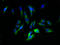 Alpha-1-Microglobulin/Bikunin Precursor antibody, A52265-100, Epigentek, Immunofluorescence image 