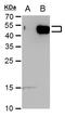 E2F Transcription Factor 5 antibody, GTX129491, GeneTex, Western Blot image 