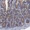 Transmembrane Channel Like 3 antibody, HPA040265, Atlas Antibodies, Immunohistochemistry frozen image 