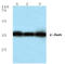 Jun Proto-Oncogene, AP-1 Transcription Factor Subunit antibody, AP06054PU-N, Origene, Western Blot image 