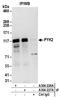 Protein Tyrosine Kinase 2 Beta antibody, A304-226A, Bethyl Labs, Immunoprecipitation image 