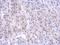 PiggyBac Transposable Element Derived 1 antibody, NBP2-19782, Novus Biologicals, Immunohistochemistry frozen image 