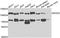 DEAD-Box Helicase 20 antibody, A5817, ABclonal Technology, Western Blot image 