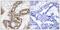p21 antibody, GTX50247, GeneTex, Immunohistochemistry paraffin image 
