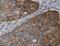 Regenerating Family Member 4 antibody, MBS2516902, MyBioSource, Immunohistochemistry frozen image 