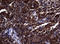 Dedicator Of Cytokinesis 8 antibody, LS-C338524, Lifespan Biosciences, Immunohistochemistry frozen image 