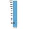 Histone Cluster 4 H4 antibody, GTX60904, GeneTex, Western Blot image 