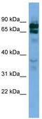 Protocadherin Beta 16 antibody, TA338448, Origene, Western Blot image 