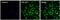 Aryl Hydrocarbon Receptor Nuclear Translocator antibody, PA1-515, Invitrogen Antibodies, Immunofluorescence image 