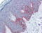 Frizzled Class Receptor 5 antibody, TA344062, Origene, Immunohistochemistry paraffin image 