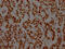 Non-POU Domain Containing Octamer Binding antibody, CSB-RA273277A0HU, Cusabio, Immunohistochemistry paraffin image 