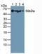 Transcortin antibody, LS-C302797, Lifespan Biosciences, Western Blot image 