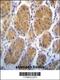 Alanyl-TRNA Synthetase 2, Mitochondrial antibody, 62-990, ProSci, Immunohistochemistry paraffin image 