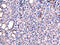 SRSF Protein Kinase 3 antibody, CSB-PA914515, Cusabio, Immunohistochemistry paraffin image 