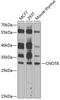 CCR4-NOT Transcription Complex Subunit 8 antibody, 14-500, ProSci, Western Blot image 
