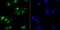 Hypoxia Inducible Factor 1 Subunit Alpha Inhibitor antibody, A02116-1, Boster Biological Technology, Immunocytochemistry image 