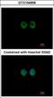 MOK Protein Kinase antibody, GTX104958, GeneTex, Immunofluorescence image 