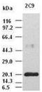 IL-6 antibody, ADI-905-884-100, Enzo Life Sciences, Western Blot image 