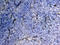 Matrix Metallopeptidase 2 antibody, AF1488, R&D Systems, Immunohistochemistry frozen image 