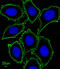 c-Kit antibody, abx025503, Abbexa, Immunofluorescence image 