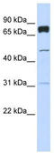 Pleckstrin Homology Domain Containing A4 antibody, TA329451, Origene, Western Blot image 