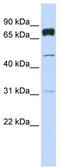 Pleckstrin Homology Domain Containing A4 antibody, TA329451, Origene, Western Blot image 