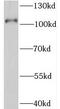SID1 Transmembrane Family Member 1 antibody, FNab07859, FineTest, Western Blot image 