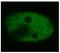 p53 antibody, BM4079F, Origene, Immunofluorescence image 