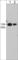Adaptor Related Protein Complex 2 Subunit Beta 1 antibody, AM2951, ECM Biosciences, Western Blot image 